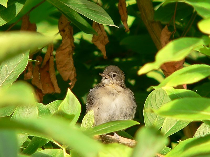 Bigiarella (Sylvia curruca)