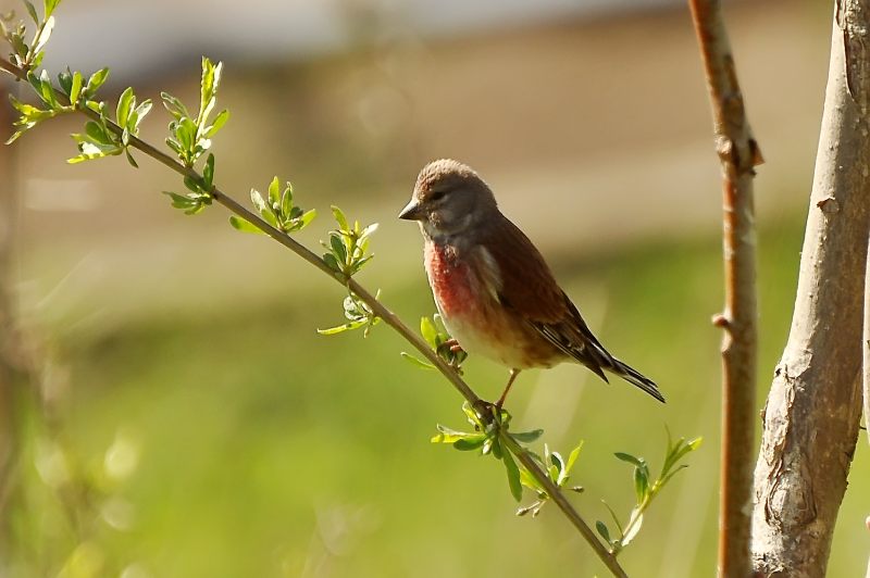 Fanello (Carduelis cannabina)