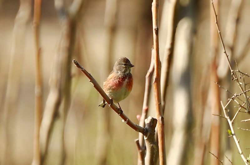 Linnet (Carduelis cannabina)