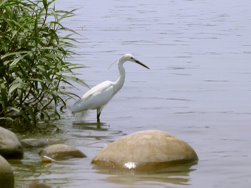 Garzetta (Egretta garzetta)