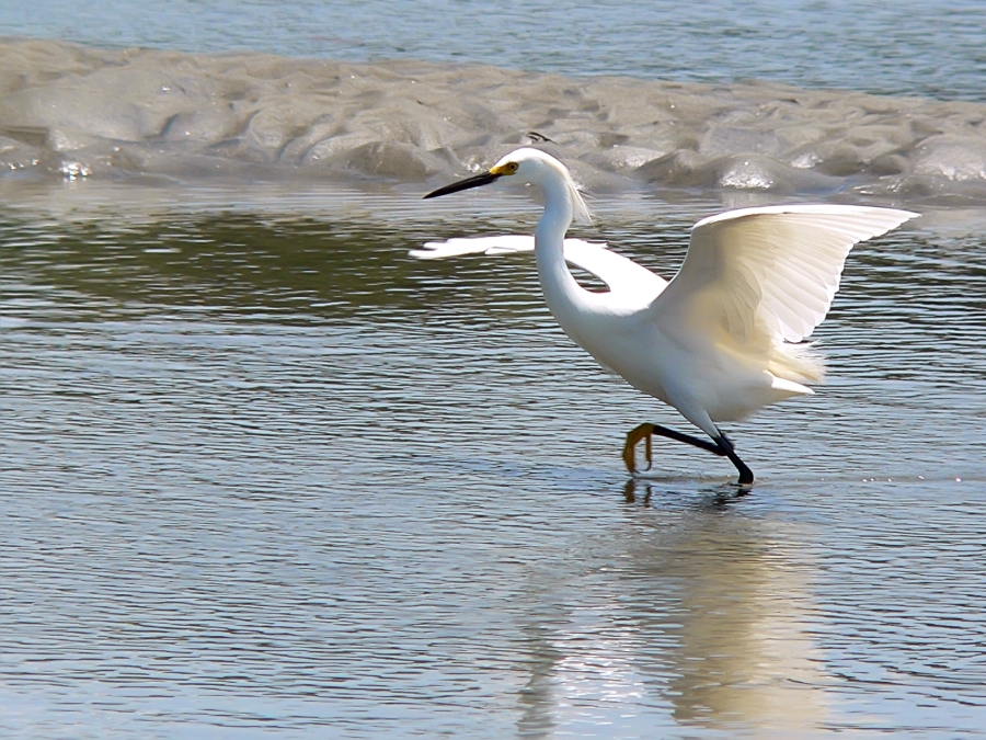 Little Egret (Egretta garzetta)
