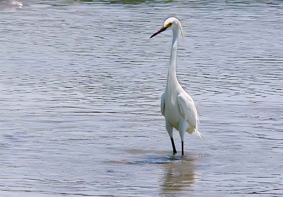 Garzetta (Egretta garzetta)