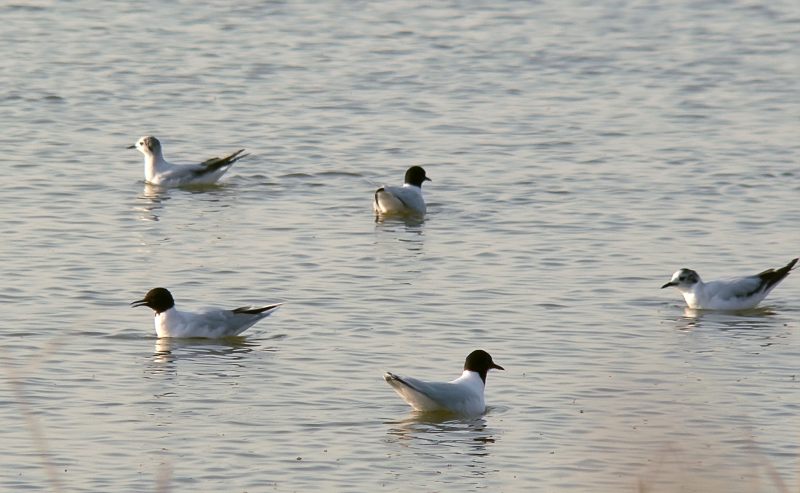 Little Gull (Larus minutus)