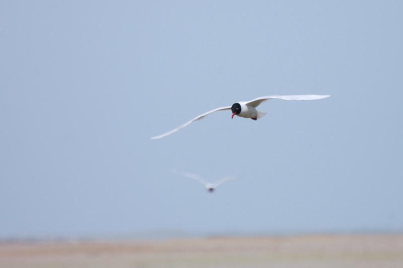 Little Gull (Larus minutus)