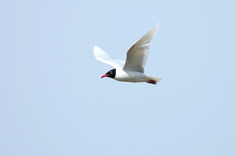 Little Gull (Larus minutus)