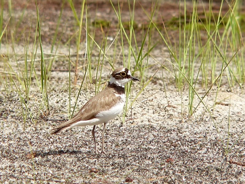 Little Ringed Plover (Charadrius dubius)
