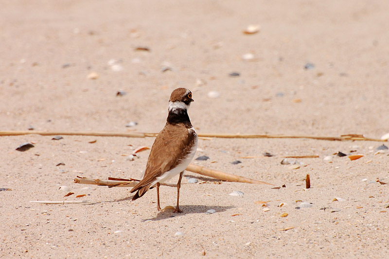 Little Ringed Plover (Charadrius dubius)
