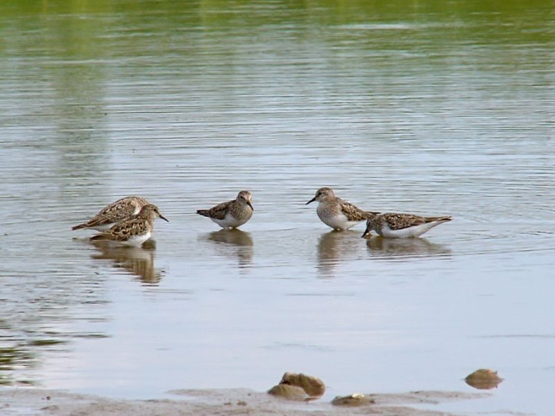 Little Stint (Calidris minuta)