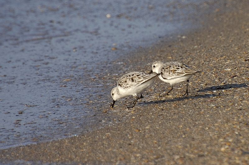 Gambecchio comune (Calidris minuta)