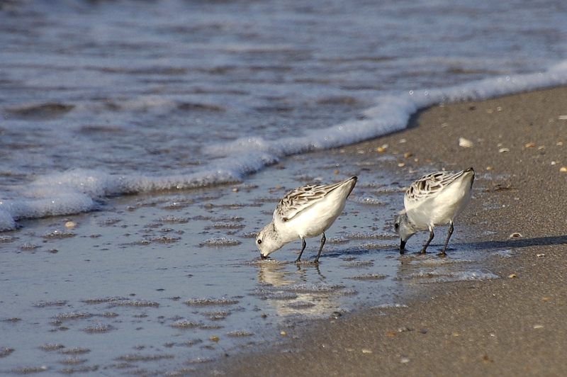 Little Stint (Calidris minuta)
