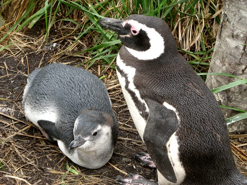 Pingüino de Magallanes (Spheniscus magellanicus)