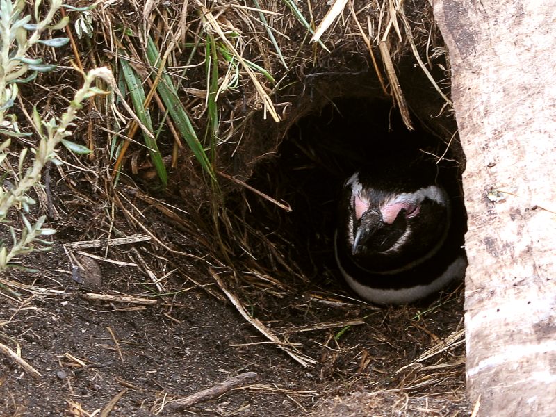 Magellanic Penguin (Spheniscus magellanicus)
