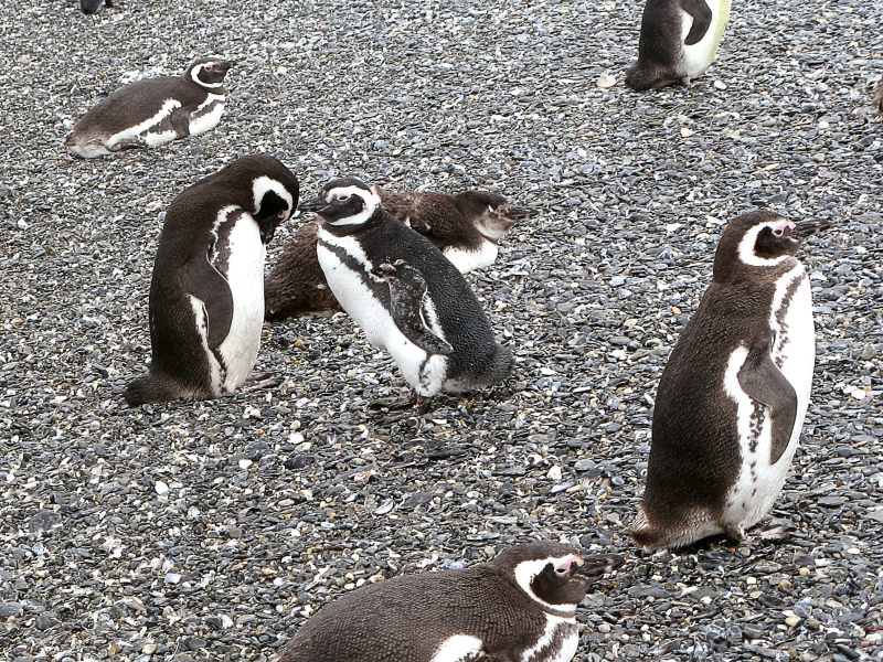 Magellanic Penguin (Spheniscus magellanicus)