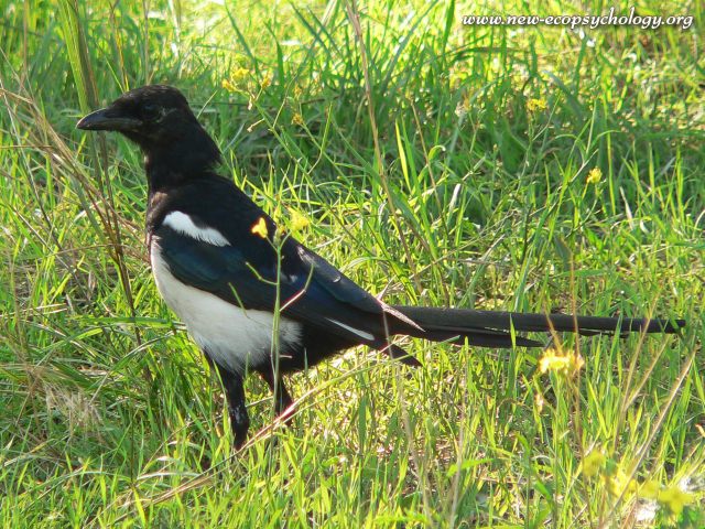 Magpie (Pica pica)