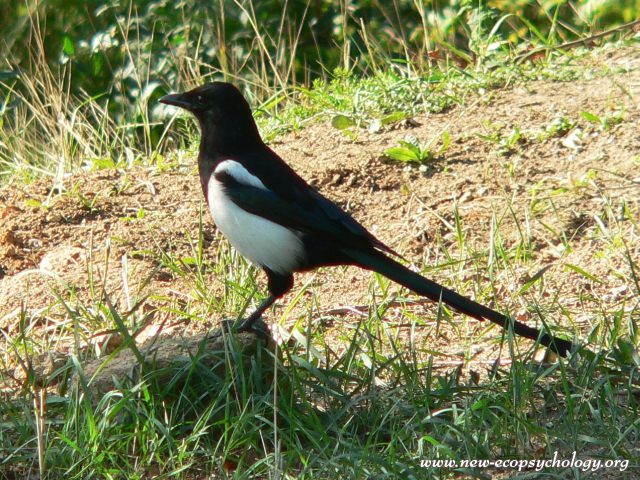 Magpie (Pica pica)