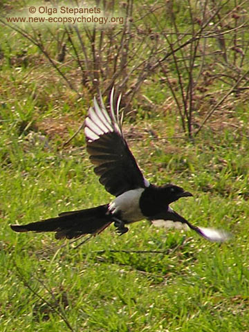 Magpie (Pica pica)