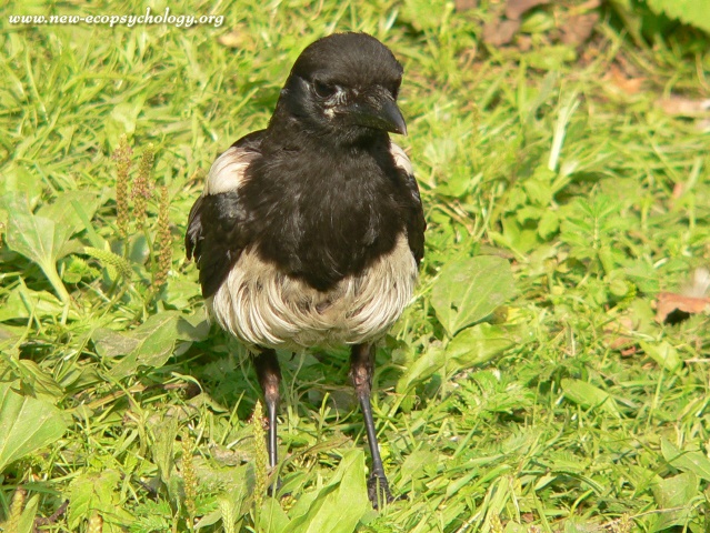 Magpie (Pica pica)