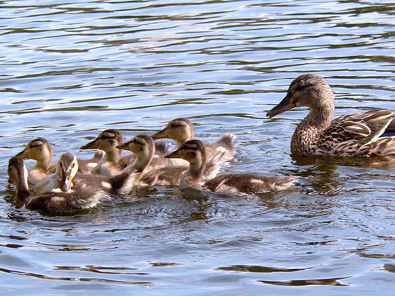 Mallard (Anas platyrhynchos)