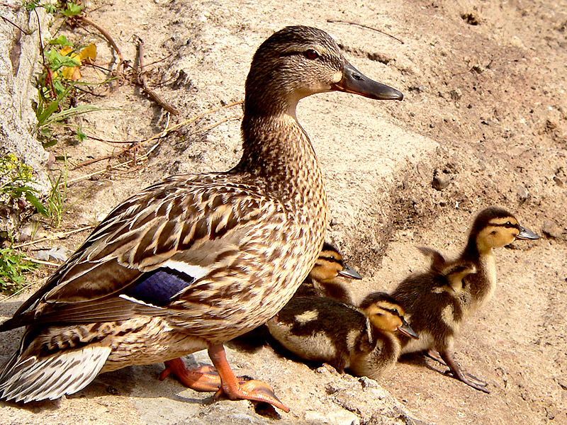 Mallard (Anas platyrhynchos)
