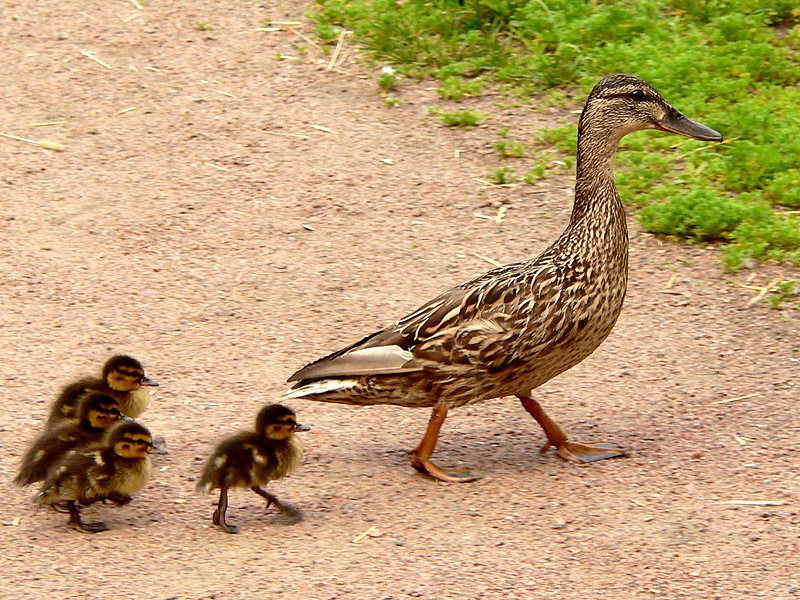 Mallard (Anas platyrhynchos)