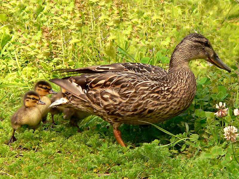 Mallard (Anas platyrhynchos)