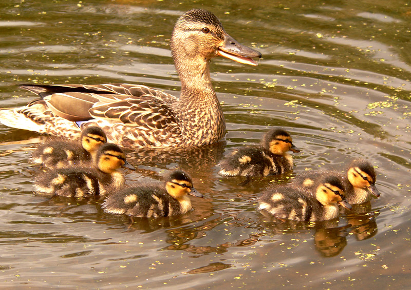Mallard (Anas platyrhynchos)