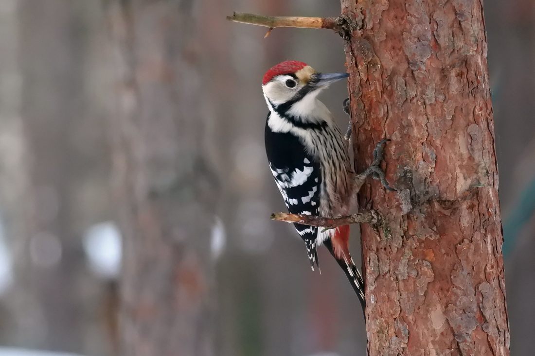 Mittelspecht (Dendrocoptes medius)
