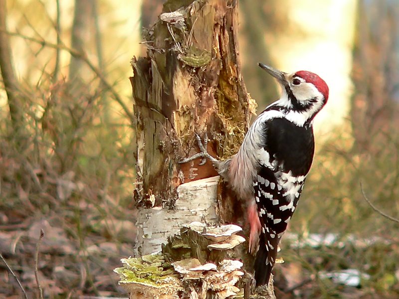 Mittelspecht (Dendrocoptes medius)