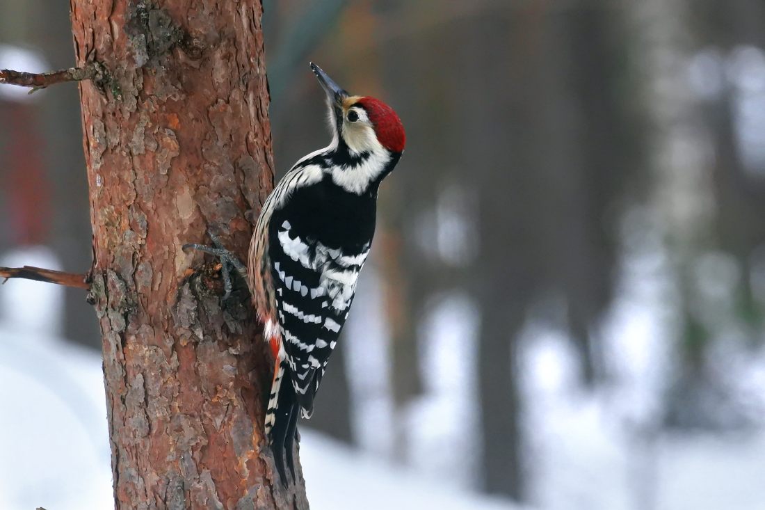 Mittelspecht (Dendrocoptes medius)