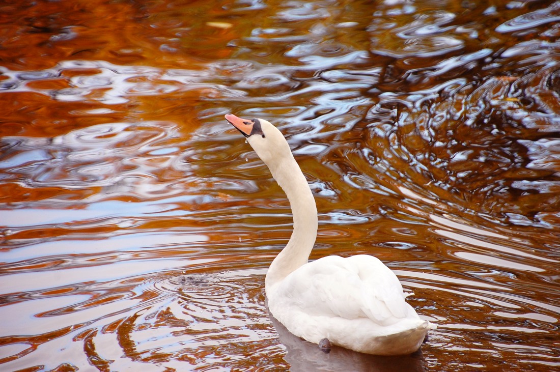 Mute Swan (Cygnus olor)