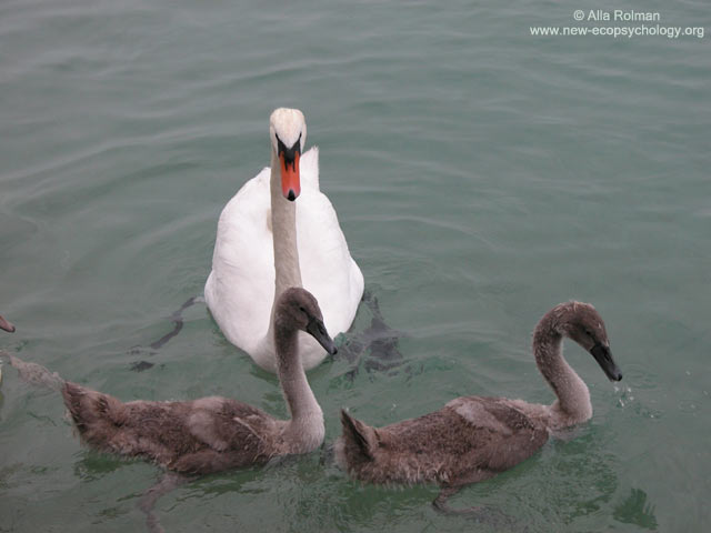Mute Swan (Cygnus olor)