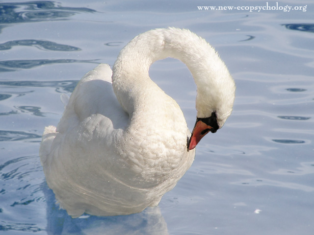 Mute Swan (Cygnus olor)