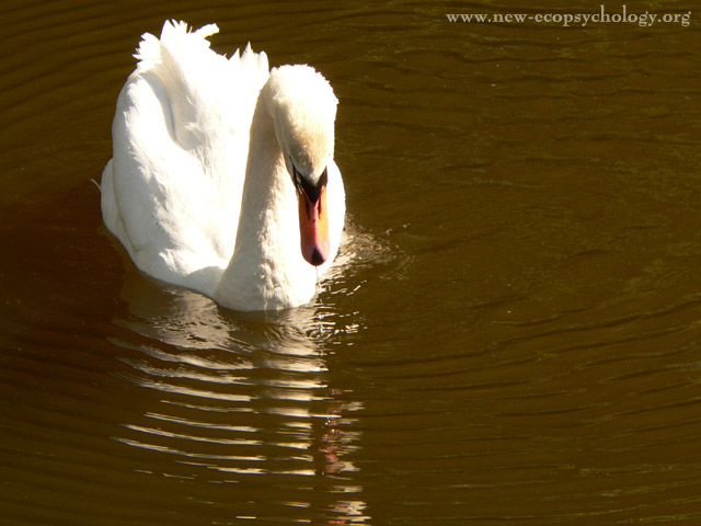 Mute Swan (Cygnus olor)