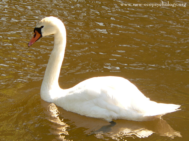 Mute Swan (Cygnus olor)
