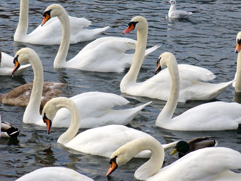Mute Swan (Cygnus olor)