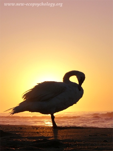 Mute Swan (Cygnus olor)