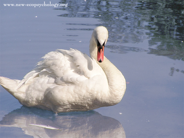Mute Swan (Cygnus olor)