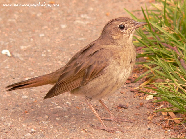 Usignolo maggiore (Luscinia luscinia)
