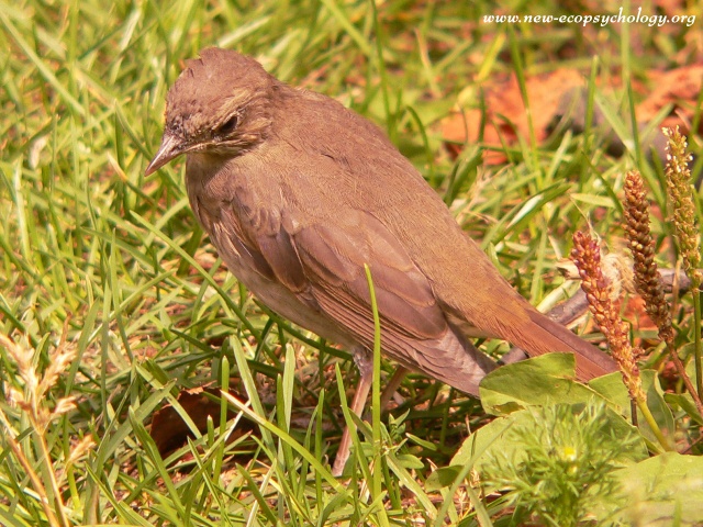 Ruiseñor ruso (Luscinia luscinia)
