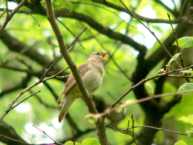 Nightingale (Luscinia luscinia)