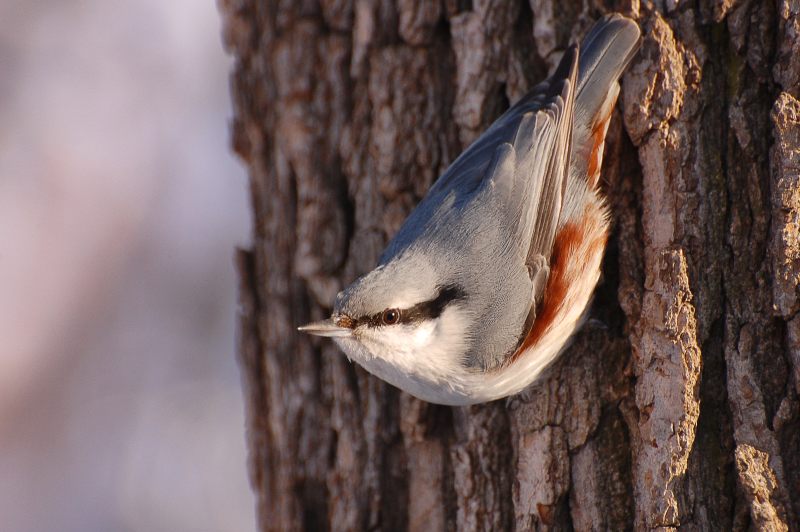 Nuthatch (Sitta europaea)