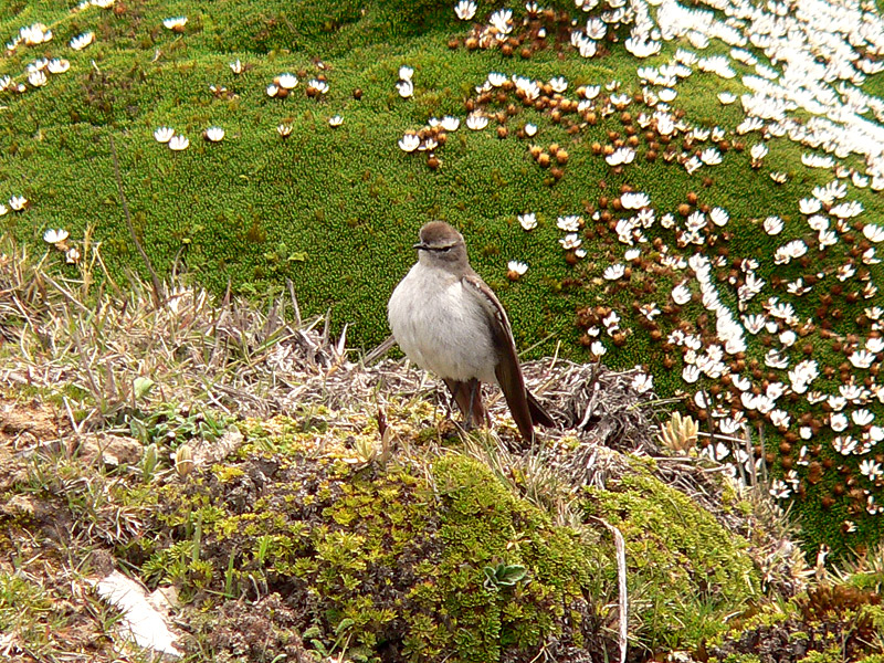 Paramo Ground-tyrant (Muscisaxicola alpina)