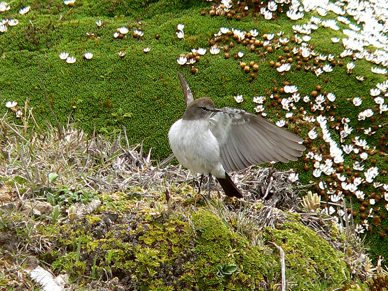 Paramo Ground-tyrant (Muscisaxicola alpina)