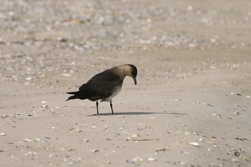 Parasitic Jaeger, Arctic Skua (Stercorarius parasiticus)