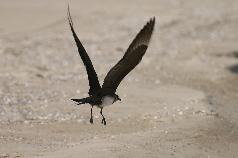 Parasitic Jaeger, Arctic Skua (Stercorarius parasiticus)