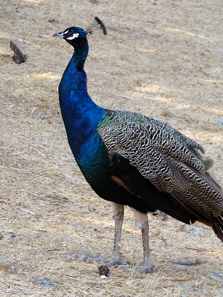 Indian Peafowl or Common Peafowl (Pavo cristatus)
