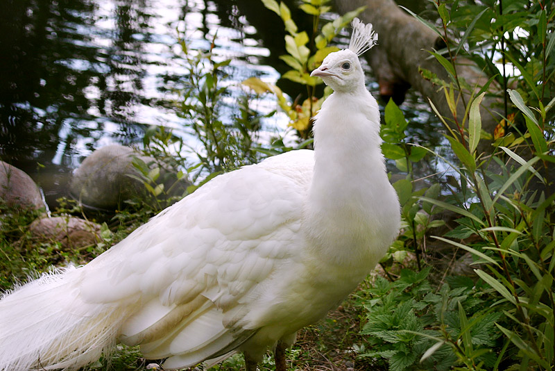 Indian Peafowl or Common Peafowl (Pavo cristatus)