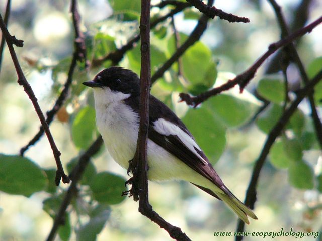 Balia nera (Ficedula hypoleuca)