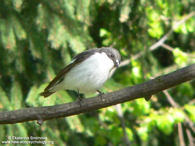 Balia nera (Ficedula hypoleuca)