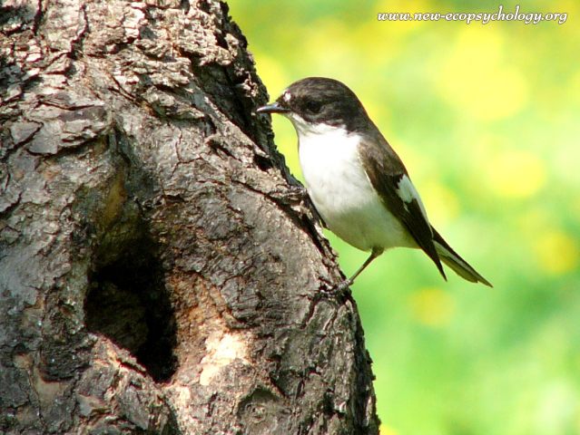 Balia nera (Ficedula hypoleuca)